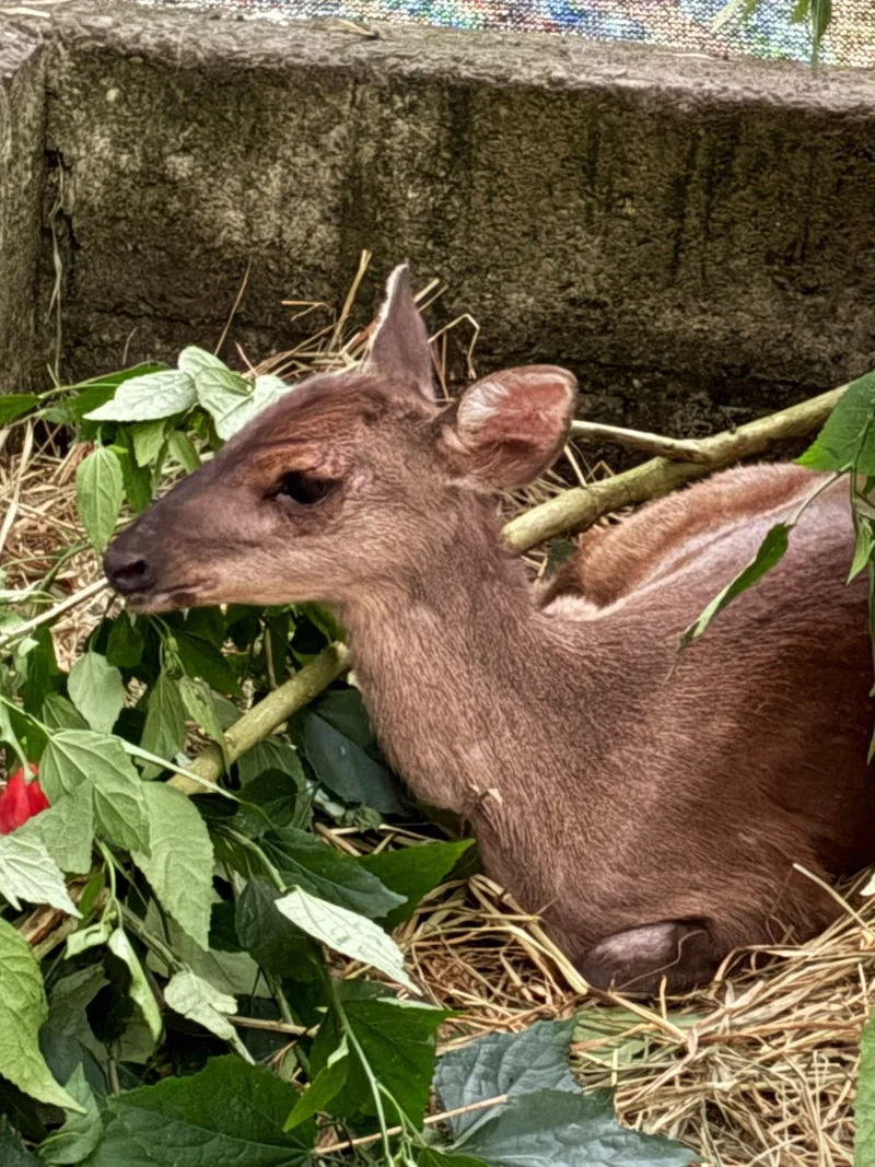 Cetras-SP cuida de fêmea de veado-catingueiro grávida após animal ser perseguido por quatro horas em Poá