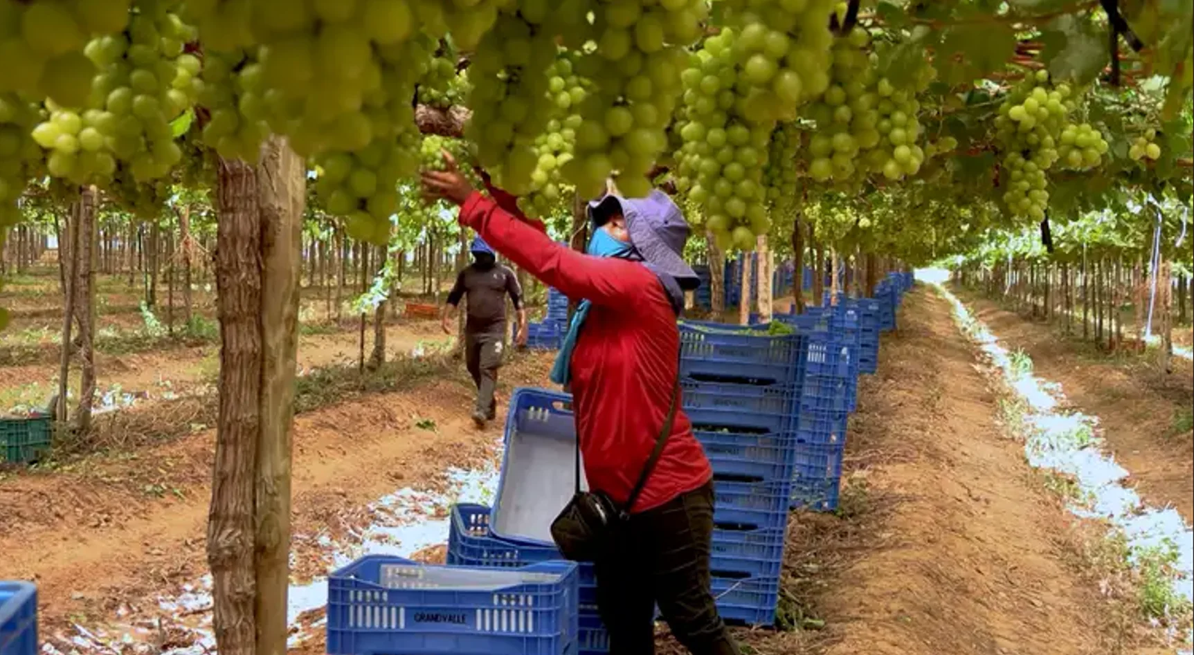 Produção de frutas cresce 19% no Nordeste em quatro anos e consolida região como centro fruticultor nacional