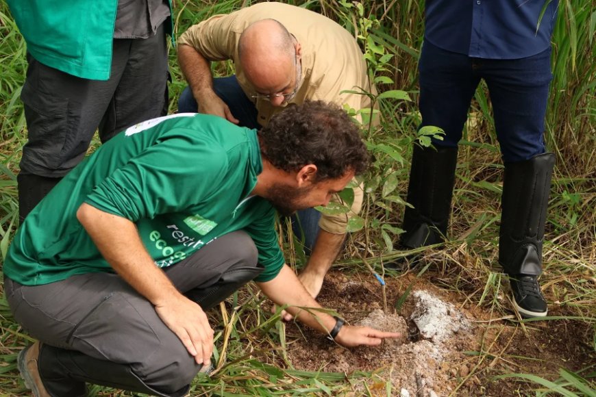 Projeto Restauração Ecológica vai recuperar 200 hectares de áreas degradadas
