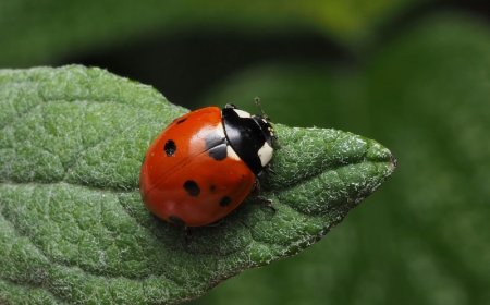 Pequenas guardiãs: joaninhas atuam contra pragas agrícolas e protegem plantações em SP