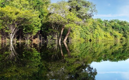 Concurso Dom Phillips e Bruno Pereira é uma resposta de reparação e defesa da Amazônia