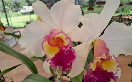 Começa neste sábado o 4º Festival de Orquídeas de Jundiaí