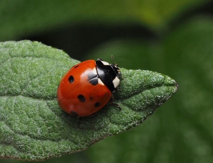 Pequenas guardiãs: joaninhas atuam contra pragas agrícolas e protegem plantações em SP