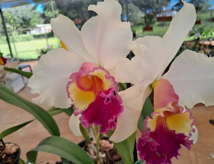 Começa neste sábado o 4º Festival de Orquídeas de Jundiaí