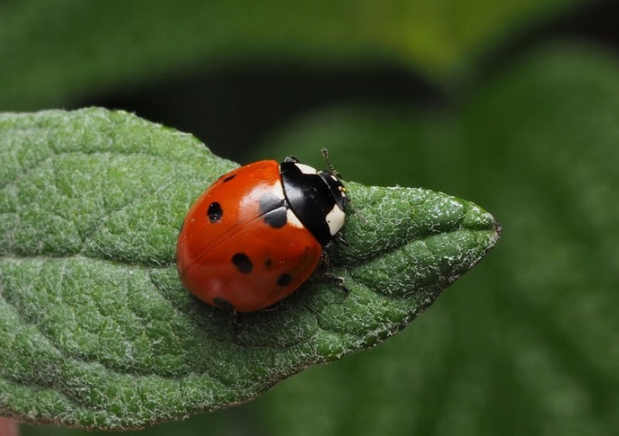 Pequenas guardiãs: joaninhas atuam contra pragas agrícolas e protegem plantações em SP