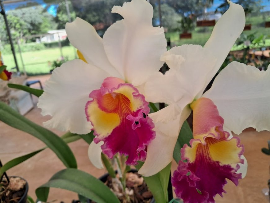 Começa neste sábado o 4º Festival de Orquídeas de Jundiaí